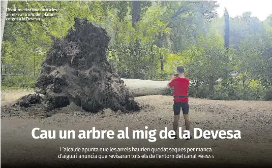 CAU UN ARBRE AL MIG DE LA DEVESA
