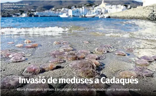 INVASIÓ DE MEDUSES A CADAQUÉS