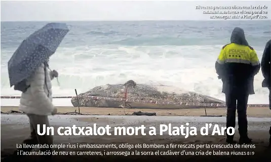UN CATXALOT MORT A PLATJA D’ARO