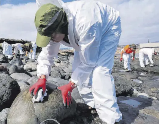 LIMPIEZA EN LA COSTA TELDENSE DEL DESASTRE DEL VERTIDO DE FUEL