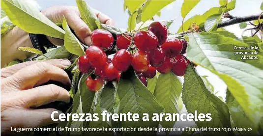 CEREZAS FRENTE A ARANCELES