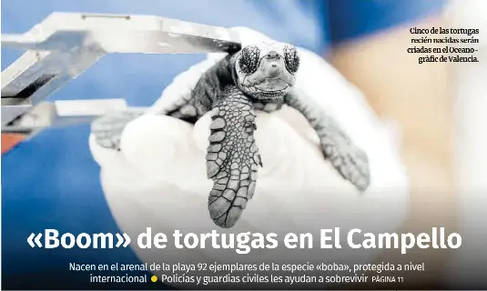«BOOM» DE TORTUGAS EN EL CAMPELLO