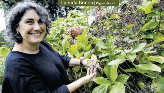 LA HORTENSIA ESTÁ DE MODA EN ASTURIAS