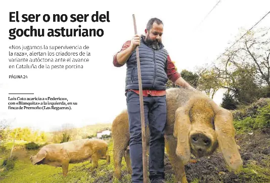 EL SER O NO SER DEL GOCHU ASTURIANO