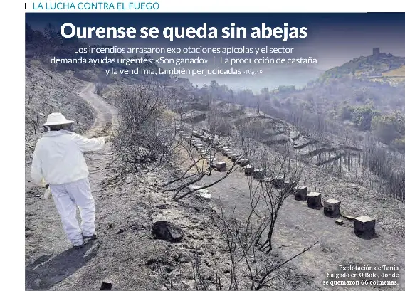 OURENSE SE QUEDA SIN ABEJAS