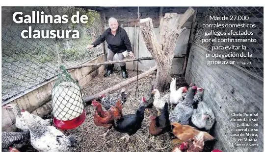 GALLINAS DE CLAUSURA