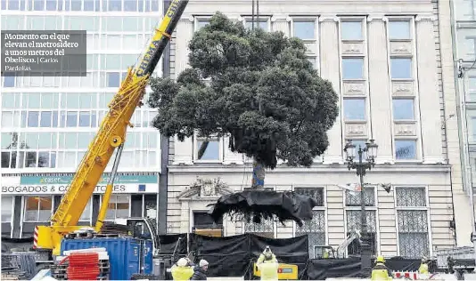 UN ÁRBOL ‘ VOLADOR’ EN LOS CANTONES