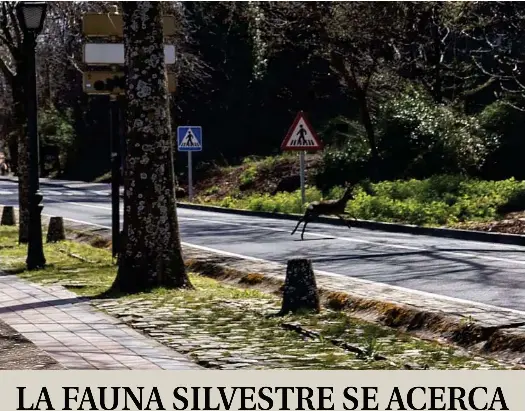LA FAUNA SILVESTRE SE ACERCA