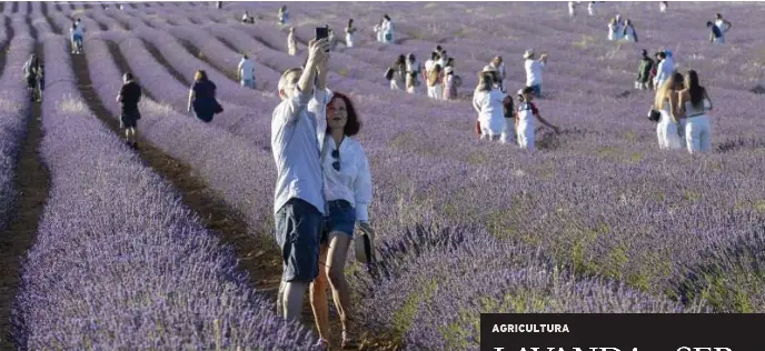 LAVANDA, ¿SER RENTABLE O SER TURÍSTICO?