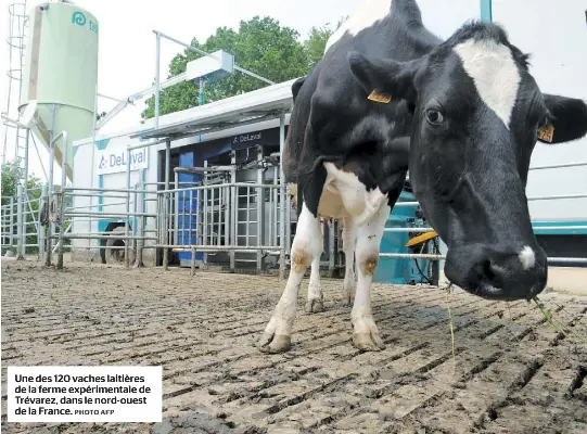 Une des 120 vaches lai­tières de la ferme ex­pé­ri­men­tale de Tré­va­rez, dans le nord-ouest de la France.