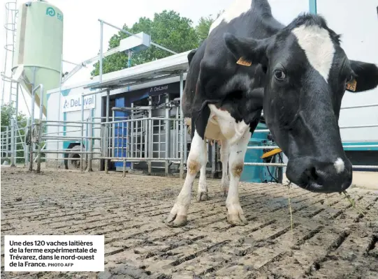 Une des 120 vaches lai­tières de la ferme ex­pé­ri­men­tale de Tré­va­rez, dans le nord-ouest de la France.