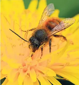 Pho­tos of Brit­ish bees in the wild, such as this red mason hard at work, have been used to train arti­fi­cial intel­li­gence which uses the same images to make plant­ing recom­mend­a­tions.