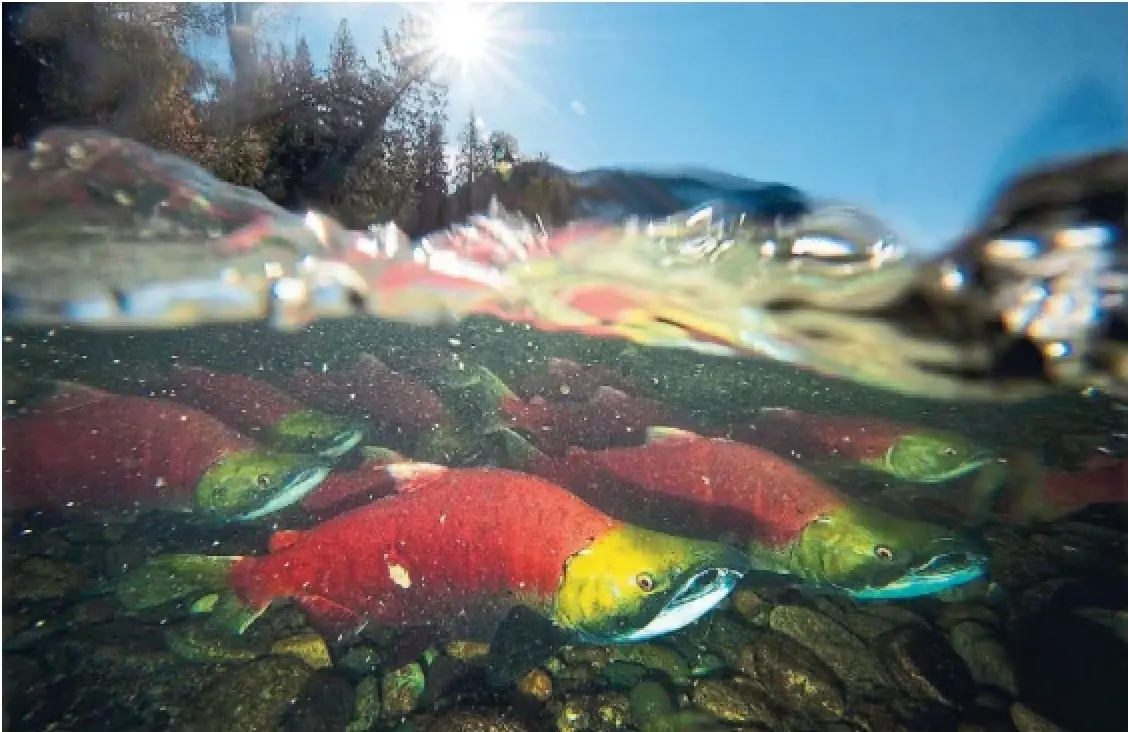 Spawning sockeye salmon make their way up the Adams River near Chase, B.C. The Coalition for First Nations Finfish Stewardship said that unlike the First Nations Wild Salmon Alliance, the group supports the choice to continue salmon farming on their traditional territories.