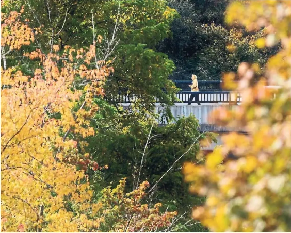 The extreme heat and fewer days of rain this summer are contributing to the early browning of some trees, especially those more susceptible to the effects of dry weather.