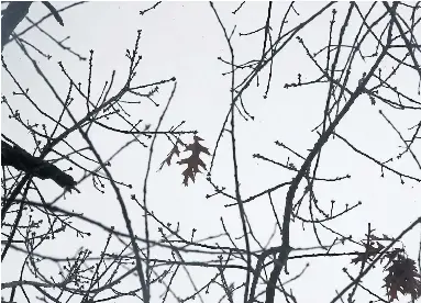 High Park is home to a provin­cially sig­nif­i­cant amount of oak sa­van­nah, with its own distinc­tive species.