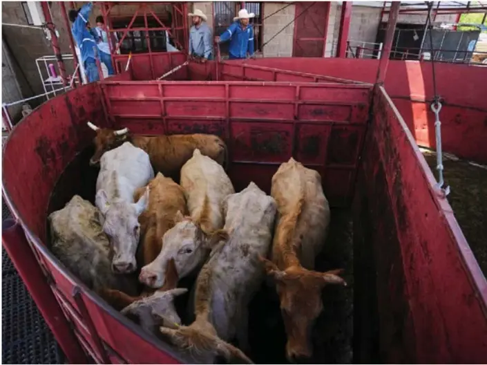 Economists don't expect allowing Mexican cattle will reduce beef prices Economists don't expect allowing Mexican cattle will reduce beef prices Related Stories USDA reopens cattle port as screwworm cases hit Mexico, Texas Economists don't expect reopening the US to Mexican cattle imports to reduce high beef prices