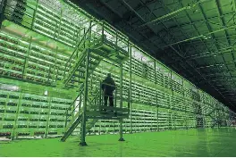 Mines and farms: A guard pa­trols the area in front of il­lu­mi­nated min­ing rigs mounted inside racks at the BitRiver Rus cryp­tocur­rency min­ing farm in Bratsk, Rus­sia. BitRiver has clients from all over the world, in­clud­ing the US, Ja­pan and China. Most mine bit­coins, the process of val­i­dat­ing trans­ac­tions and ad­ding them to the pub­lic list of all trans­ac­tions, known as the blockchain.