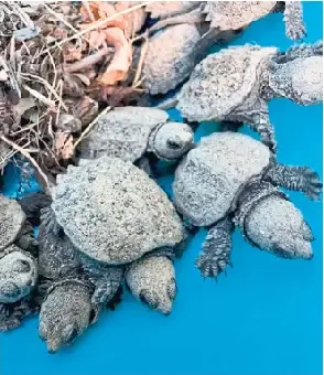 More than 980 baby turtles have hatched across the city since Aug. 17 under the watch­ful eye of Indi­gen­ous­led group Turtle Pro­tect­ors.