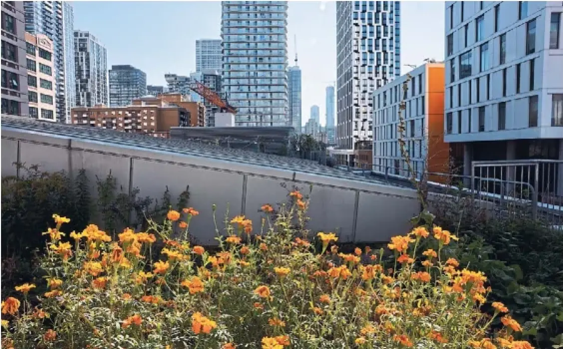 A patch of marigolds in the rooftop farm at Toronto Metropolitan University, one of more than 1,200 green roofs in the city. In addition to absorbing rainwater and preventing flooding by taking pressure off the city's aging storm sewers, green roofs provide insulation that reduces heating and cooling bills.