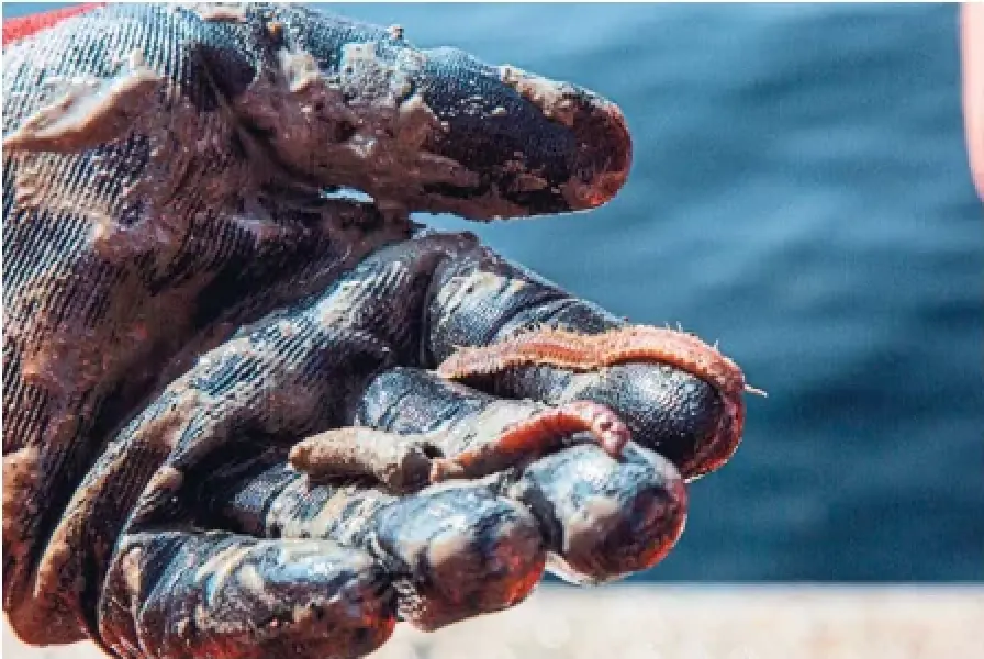 A polychaete worm from Quebec's Saguenay fiord, one of many “little ocean gardeners” that help keep the sea floor healthy and support the whole marine ecosystem, Université Laval PhD student Rebecca Howman said.
