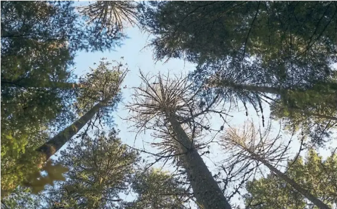 Experts say prolonged dry spells can wear down even a Douglas fir, which is usually very droughtresistant.