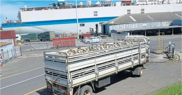 LOSS: A truck­load of sheep to be loaded on the Al Mes­si­lah in the East Lon­don har­bour. Al Mawashi and its par­ent com­pany, Live­stock Trans­port and Trad­ing Com­pany (LTTC), are los­ing R1m ev­ery day that the in­ter­dict pro­hibit­ing them from ex­port­ing 72,000 sheep to the Mid­dle East re­mains in place.