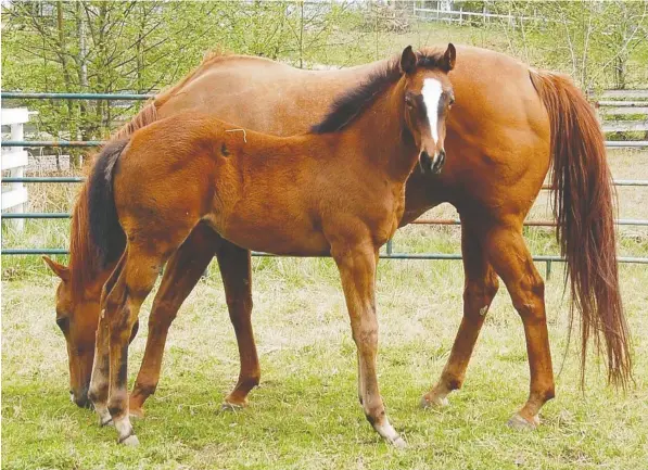 The mare My Spe­cial An­gel was the first foal sired by Bach­e­lor States win­ner Coun­ter­force, born on Feb. 10 at Born to Run Thor­ough­breds in Alder­grove. The cur­rent sus­pen­sion of rac­ing be­cause of COVID-19 is frus­trat­ing breed­ers in British Columbia.