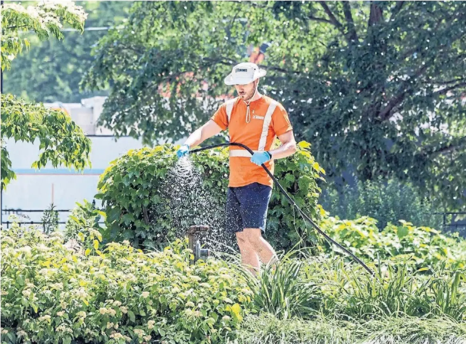 A city worker waters plants last month. Environment Canada says relief from the heat won't arrive until Wednesday.