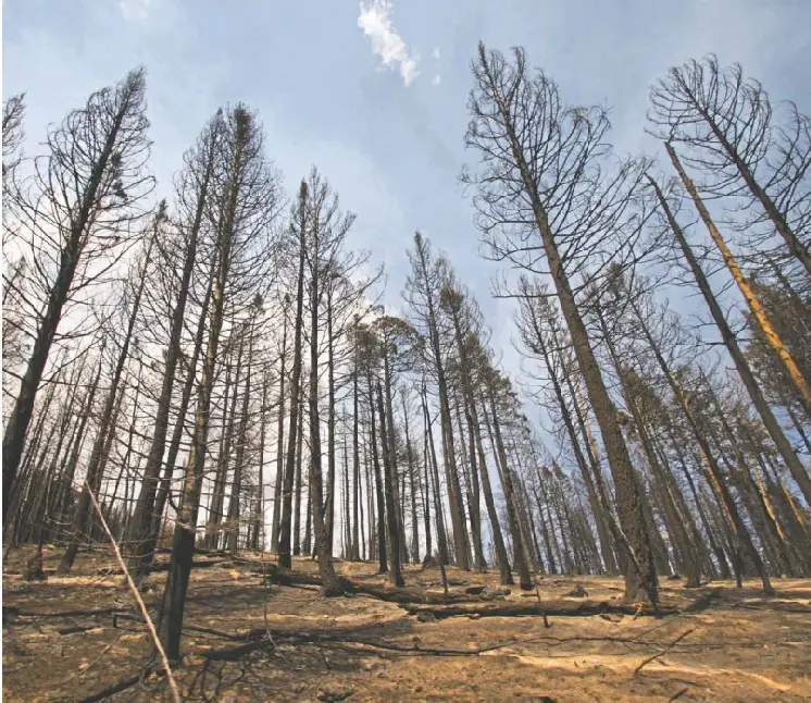11 Oct 2026 See how extreme wildfires are transforming forests