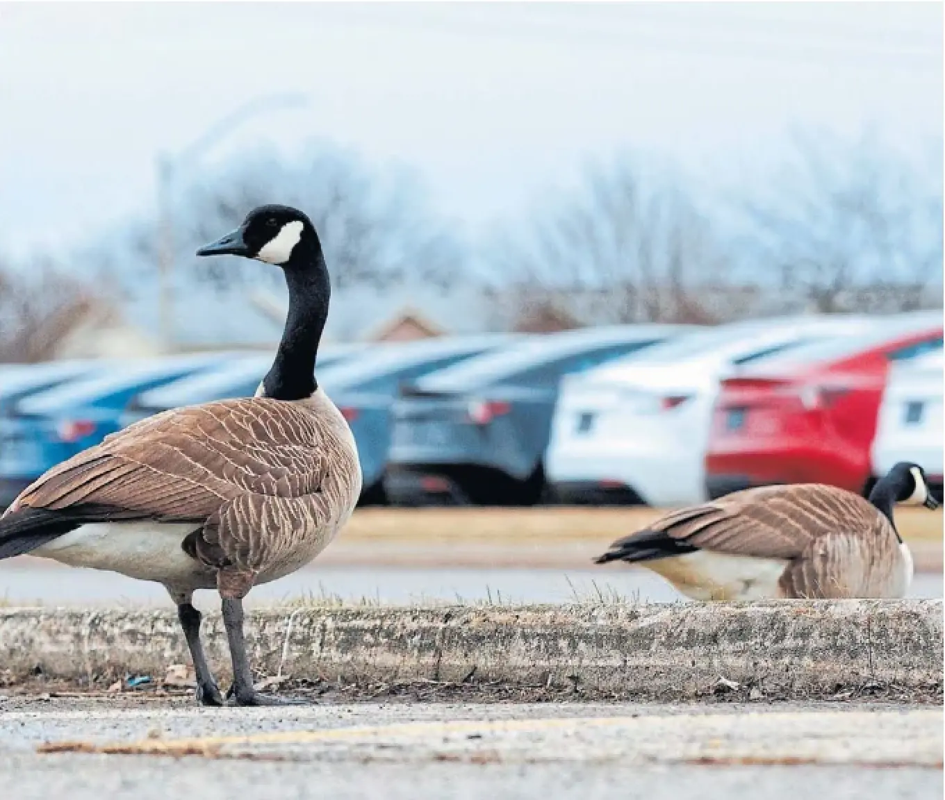 Canada geese mill about at a dealership last week in Hamilton where dozens of Teslas were vandalized. Chrystia Freeland said Tuesday that Teslas will be excluded from rebates as long as U.S. tariffs are in place.