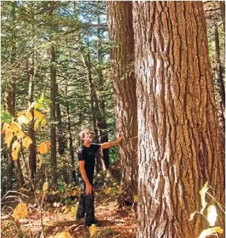 Michael Henry, who leads the Algon­quin Park Old­Growth Forest Project, says the recently dis­covered old­growth forest near Brain Lake is one of “the last chunks of pristine forest” in the area.