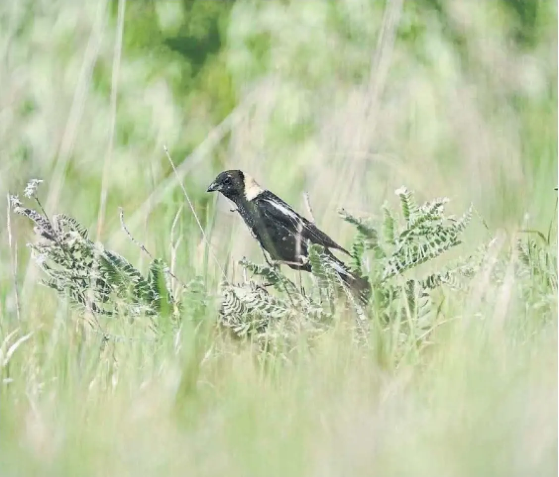 Critics warn the proposed Bill 5 legislation could destroy habitats of threatened species like the bobolink, above, and curtail consultations with First Nations communities.