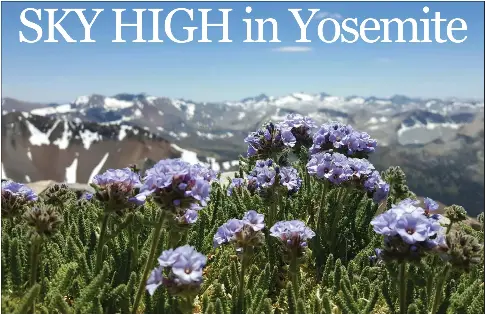 Fresh bloom­ing skyp­i­lot, known to botanists as pole­mo­nium ex­im­ium, are high-al­ti­tude moun­tain flow­ers that are unique to sky is­lands of the Cen­tral and Southern Sierra Ne­vada. Some moun­tain wild­flower ex­perts say they are most com­mon be­tween 10,000 feet and 14,000 feet on Mounts Whit­ney and Langley, and near the sum­mit of Mount Dana, pic­tured here Satur­day, July 11, 2020.