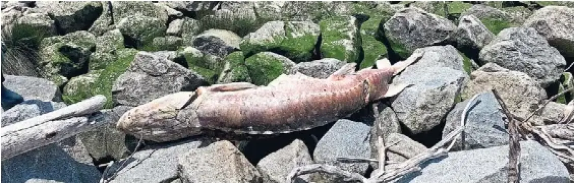 The carcass of a sturgeon is shown along the banks of the Fraser River in Richmond, B.C. The province has received reports of 71 sturgeon found dead across B.C. since July.