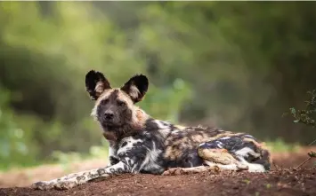 A WILD dog at Somkhanda is one of the pri­or­ity species that is in­tensely mon­i­tored by the rangers.